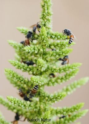 Honey bees
Benag Magisk
بینگ مگسک
بینگ مگسک ہما مگسک انت کہ بینگ جوڑ کنت ادا بینگ مگیسک یک کلپرے پُل پراتکگ انت کہ چریشیا شیرگ بہ کش انت ءُ بینگ بہ بند انت ۔
