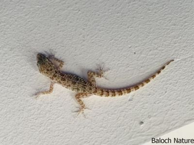 Gecko
Kittar
کِٹار کسانیں ساہدارے کہ گیشتر ماں لوگانی دیوالاں وتی لوگ زانت۔ بلے کوہاں ہم است انت کہ کوہانی دیم ءُ کنڈورانی چیرا زندگی ءَ گوازین ات ۔ اے بالو کٹگ کاسلو کرم ہمے وڑیں لولوک وارت۔
