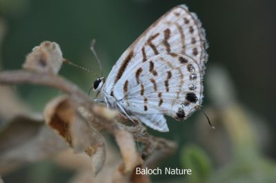 Butterfly
Mollahok
نُگرہی مُلاھوک
نگرہی مُلاھوک چو نگرہے رنگا انت اے یک کسانکیں مُلاھوکے کہ گیشتر ماہ بہارگاہ بگر تاں مچرنگ ءَ گندگ بیت ۔ اے باز ڈولداریں مُلاھوکے 
