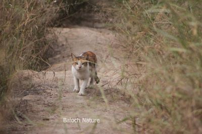 Cat

پیشی
Pishi
پیشی کسانیں ساہدارے کہ اے گوں انساناں نزیکی کنت بزاں انسان ایشا ن وتی لوگ ءَ دار انت اے انسان دوستیں ساہدارے۔

