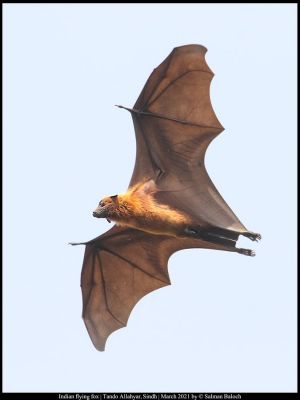 Indian flying fox. Bat
شپچر، شپگواچ، چپچل
Shapchar, Shapgowaach, Chapchal
اے بلاھیں ٹوھیں چپچرے گیشتر سندھ ءُ بلوچستان کوہ سلیمان دمگاں است انت ۔ شپچر بالی مرگے نہ انت بگندے اے بالی جانورے ۔ بلوچستان گیشتر کوہاں ءُ شہراں کہنانی پُشتیک ء وپس انت ۔ اے روچ ء تانسرین ءَ واب انت  بلے شپ ءِ  پہ لاپ  شوھاز ءِ تچ انت ۔ اے گیشتر نیوگاں پانگ انت ۔ 
Pic by Salman Baloch
