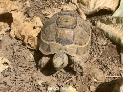 Wild Tortoise

کسیپ
Kaseep
کسیپ دو زات انت ۔ یک ءِ آپ ءَ زند گوازین ات ءُ دومی ماں جنگل ءُ کوہ ءَ زند گوازین ات ۔ اے جنگلی کسیپ انت اے گیشتر کوہ ءُ گٹاں دست کپیت ۔ اے گیشتر وھداں ھونڈاں انت ءُ باز کم وھداں ڈن ءَ درکیت ۔ چونایا اگاں ھور بہ بیت تو اے درگت ءَ تر و تیاب زیات کنت اے کم کم ءَ رودیت ءُ شست تاں ہشتاد سال زند گوازینت کنت ۔
