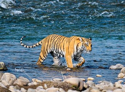 Tiger
Mazar
مزار
مزار یک پیشی زاتیں جنگلی رسترے ۔ اے گلابی رنگ ءُ سیاہیں رنگیں ٹک ءُ ٹگار انت بلے دلبندے نیمگ اسپیت رنگ ان ت اے گیشتر بلوچستان ءِ گوریچانی نیمگا است انت ۔ اے تچگ ءُ 50 کم چہ 65 کیلومیٹر تچیت ءُ شکار کنت ۔ ایشانی عمر 8 تا 10 سال زندگ بوت کن انت ۔ ایشانی وزن 65 کیلوبگر تاں 180 کیلو بوت کنت ۔ 


