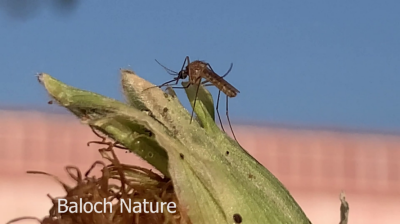 Mosquito
Sonti Magisk
سُنٹی مگیسک اے بلوچستان  باز انت سجہیں روچ ءَ گار انت بلے روچ ءِ کپگ ءَ ژیمب ژیمب کنان انت پہ تو کیت ۔اے انسان اے دگہ ساہ دارانی حون  ءَ کش ایت ءُ تنگ اتی ۔ اشیے سوب ءَ ملیریا ءِ بیماری بلوچستان باز انت 
