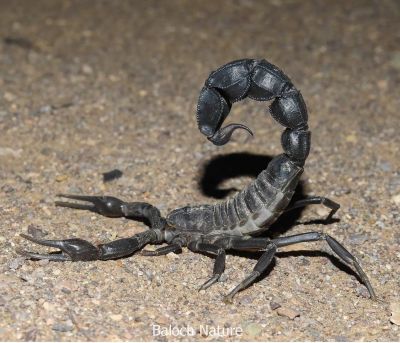 Scorpion


Seyahoki Zoom
سیاہکی زوم
زوم باز ترسناکیں لولْک ء - زوم وتی تج ء سرا ڈنگ جنت - اگاں پہ وھد بیمارا درمان یا تریاک مہ رسیت گڈا آ یے دراہ بوگ دروگ بیت - زوم بلوچستان ء گرماگ ء موسم سک باز بیت

