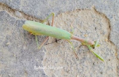 Praying Mantis

Zahr
زھر
اے ھم یک کٹگ ء ذات ء - بلوچیا اشیا ذھر گوشنت - منی ھیالا اشیا زھر مان نیست - بلے گونڈانی تُرسینگے واستہ کہ اے کٹگ ء مگر انت او تاوان مدی انت - پرچا کہ اے وھدے کساں بیت گڈا بال کت نہ کنت - بلے مزن بیت گڈا بال رودینیت -۔

