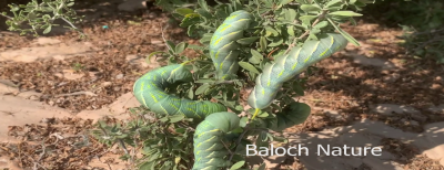 Caterpillar Insect
Ganji Ganjolan

گنجی گنجُلان
اے کرم بہارے ھلاسیے وھدا ودی بیت - گنجی گنجُلان گیشتر پیملوے تاک ءُ دانگاں وارت بلے اے زات  گیشتر درچکانی سرا بیت چوش  کہ زیرکانی 
 نرم ءُ بزیں تاکان نوش جان کن  - بلے یک ماہے درگتا گار و بیگواہ بیت، وہدے گار بیت بزان اے وتارا بدل کنت ءُ ایک مُلاھوکے جوڑ بیت ۔ 
