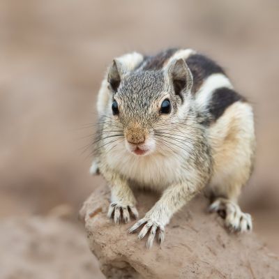 Squirrel
Erdik
اردک
اردک یک کسانیں ھیوان ءِ ۔ اے گیشتر درچکانی سرا وتی میتگ جوڈ کنت ۔ او کشارءِ تاوان دنت ۔ اردگ باز ڈولدار انت سیاہ او اسپیتں رنگاں چہ رتکگ۔ بلوچاں گوشتگ کہ اردک ءَ ھڈ مان نیست ۔ پرچا کہ ٹوہیں مچّانی سرا دور کنت بلے پرواہ ءِ نہ بیت ۔ بلے چو نہ انت اردک وھدے دور کنت وتی دُمب ءَ پراہ کنت دُمب آیا چو پیراشوٹ ءِ وڈا زمین ءَ کاریت ۔ چمیشکا درد نہ بیت
اکس کش واجہ محمد علی تالپور
