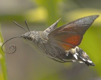 Hawk moth
Pettik e Pato
پیٹک ءِ پاتو
پیٹک ءِ پاتو یک انچیں پاتوے کہ بالی مُرگ ءُ  پاتوے دو گونگ است انت ۔ اگاں تو شر بچارے اے پاتوے نہ انت مُرگے زانگ بیت بلے تو پدا بچارے انچو سما بیت کہ مرُگ نہ انت بگندے پاتو ءِ۔ اے آسیائے بالائی ءُ یورٌپ ءِ زرباری ھنداں دست کپیت ۔ انچو گوش انت کہ اے اولی ءُ آخری چیز انت کہ اشیا مُرگ ءُ پاتوے دروشم مان انت ۔ اے چو پیٹک ءَِ وڑا پُل ءِ سرا بال انت ءُ چہ وت نازرکیں زرانک ءَ چہ پُلاں شیرگ نوش جان کنت ۔ 

