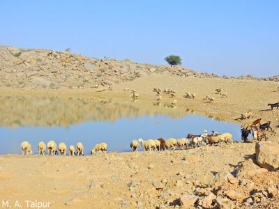 Marri Hills Kohlo
Seyah o Speet Pass.
سیاہ پسءُ اسپیت پس
اے ندارگ کوہستان مری کوہلو انت ۔ ادا کوہ ءِ دامن ءَ آپ انت ۔ بُزگل ءُ میہڑ آپ کنگاں انت ۔  
اکس ءَ کشوک ۔ واجہ ایم اے تالپور
