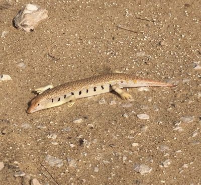 Sandfish, Scincus mitranus
روگن ریس
Rogin reis
روگن ریس یک ڈولداریں سہدار ءِ ۔ اے ریک ءُ پُلک ءِ تہا ٹپ ات ءُ کسانیں لولوکاں گپت ءُ نک جنت ۔ اے یک تاوان دیوک ءِ نہ انت ۔ یک دوستناکیں ساہ دار ءِ
سہارا ریگستان بزاں افریکہ ءَ اشیا ریکانی تہا چے گر انت ءُ پچ انت ءُ نوش جان کن انت ۔ برے برے نیادی ءَ بہا کن انت ۔
