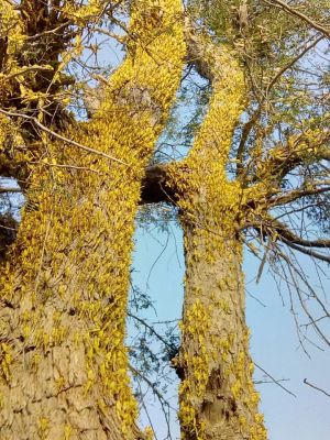 Grasshopper
سُسُنڈ
Sosond

سُسُنڈ مدگ ءِ کسانی انت ۔ وھدے کہ پیداک بیت اشیا بانزل پر نیست کہ بال بکنت ۔ سُسُنڈے وتی یک کسانیں درگت است انت پدا سُسُنڈ وتی پوست ء چو مارے وڑا یا پیما لگوش ات او مدگ جوڑ بیت وھدے مدگ بیت گڈاں بال کنت یا سہر کنت ۔ مدگ ورگء باز وش ءُ تام دار انت ۔ 
