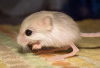 Filename=Balochistan_pygmy_jerboa.png
Filesize=383KiB
Dimensions=647x443
Date added=May 30, 2026 Balochistan_pygmy_jerboa.png