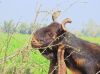 Filename=Billy_Goat_by_MA_talpor.jpg
Filesize=522KiB
Dimensions=2050x1537
Date added=May 15, 2022 Billy_Goat_by_MA_talpor.jpg