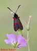 Filename=Burnet_Moth.jpg
Filesize=86KiB
Dimensions=1000x1363
Date added=Jan 05, 2025 Burnet_Moth.jpg