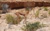 Filename=Gazelle.jpg
Filesize=108KiB
Dimensions=900x559
Date added=Jun 21, 2024 Gazelle.jpg