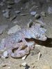Filename=Gecko.JPG
Filesize=193KiB
Dimensions=768x1024
Date added=Mar 02, 2024 Gecko.JPG