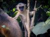 Filename=Langur__By_Arpan_saha.jpg
Filesize=389KiB
Dimensions=1170x878
Date added=Mar 06, 2021 Langur__By_Arpan_saha.jpg