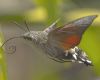 Filename=hawk-moth_by_Paul_Wright.jpg
Filesize=41KiB
Dimensions=680x544
Date added=Aug 27, 2022 hawk-moth_by_Paul_Wright.jpg