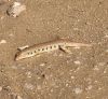 Filename=sandfish0.jpg
Filesize=532KiB
Dimensions=1109x1021
Date added=Nov 15, 2021 sandfish0.jpg