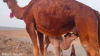 Filename=vlcsnap-2022-06-10-13h42m51s387.png
Filesize=1625KiB
Dimensions=1200x675
Date added=Jun 30, 2022 vlcsnap-2022-06-10-13h42m51s387.png