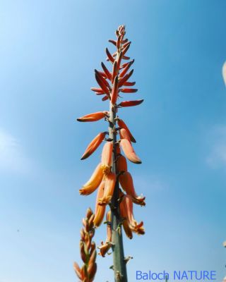 Aloe vera
Karz e arwa
اے بوٹگ بلوچستان ء استیں - اشیا سرپوشیں دانگ یا کہ ریش پر کتگ - چہ سہبی ء ریش ء پہتہ کتگ ہ ترانکیتگ - بلے مرچان جنین آدم اشیے تاکانی آپاں وتی دیم ء پر کن انت دیم نرم نازرک بیت - بگندے دیمے چلِاں ساپ کنت ادا کرزے اروا پُل انت ۔
