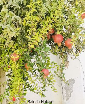 Pomegranate
Anaar
انار یک میوہ ات کہ گیشتر گرماگے ھلاسی او زمستان ء اول سرا پا ورگ ء جاڈی بیت - انار پُل او انارے گروہگ گیشتر بلوچ شاہراں پہ جنک ء شرّنگی ء تشبیح داتگ انت - بلوچستان انارے واستہ وش تبیں موسُم دنت - مکران ے برزی ھنداں بگر تاں سراوان تاں توران اے انارے ردوما باز جوانیں ھند و دمگ انت - انار سُہریں گروھگے توکا سُہریں شیرکنین او تُروپشیں دانگ مان - انار کہ گیش بنت گڈا ایشان تاپ کن انت او اناردانگ جوڈ کن انت - آیے پُوستا چہ بندگ او پژم رجنت - انار دلے نادراہ اے علاج انت -۔

