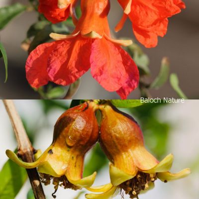 Pomegranate
Anaar
انار

انار یک میوہ ات کہ گیشتر گرماگے ھلاسی او زمستان ء اول سرا پا ورگ ء جاڈی بیت - انار پُل او انارے گروہگ گیشتر بلوچ شاہراں پہ جنک ء شرّنگی ء تشبیح داتگ انت - بلوچستان انارے واستہ وش تبیں موسُم دنت - مکران ے برزی ھنداں بگر تاں سراوان تاں توران اے انارے ردوما باز جوانیں ھند و دمگ انت - انار سُہریں گروھگے توکا سُہریں شیرکنین او تُروپشیں دانگ مان - انار کہ گیش بنت گڈا ایشان تاپ کن انت او اناردانگ جوڈ کن انت - آیے پُوستا چہ بندگ او پژم رجنت - انار دلے نادراہ اے علاج انت -۔
