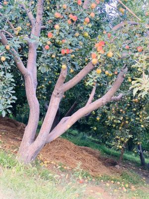 Apple Tree with fruits 
Sroop
سروپ
بلوچستان ءِ بالائی ھند ءُ  دمگاں سرد بوگ ءِ سوب ءَ سروپ شرین وڑ ءُ  پیم ءَ بیبگ دنت ۔ بلوچستان ءِ سروپ دگنیائے شرتریں ءُ تامدار تریں چے یکے ۔ اے گیشتر کوئٹہ ۔ مستونگ ءُ قلات ھند ءُ دمگاں گیشتر کشاورزی کن انت ۔ 
