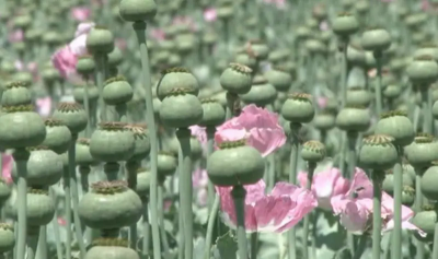 Opium
Ashaash o Apeen
اشاش ءَ چہ اپین بزاں تریاک دگہ توتار کنوکیں چیز جوڑ کنگ بیت ۔ تریاک ہم ءَ درمان ءَ گوش انت کہ درد ءِ اگاں انسان ءَ بہ گپت، گڑا تو تریاک ءِ دیگ ءَ آئیے درد ایرموش بیت ءُ دردے ہچ سما ئے نہ بیت، بلے مرچاں چریشیا سل کاریاں بزاں نشہ ءِ باز درمان جوڑ کن انت ۔ کہ انسان ءِ واستہ باز تاوان انت۔ 
