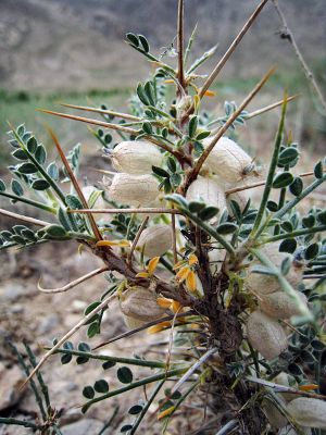 Astragalus
Shetan e ponz
شیطان ءِ پونز
اے گوریچانی یا بالائی بلوچستان ء کوھاں رودیت ۔ اے درچک تاکاں چے گیشتر کنٹگ پر کنت آئیے بر پوشاںی توکا انت ۔ اے چین ءُ منگولیا گیشتر تہلگ جوڑ کن انت ۔ اگاں شمے ھند ءَ اشیا دگہ نامے است منت وار بیں اگاں  شیر بکنے ۔
