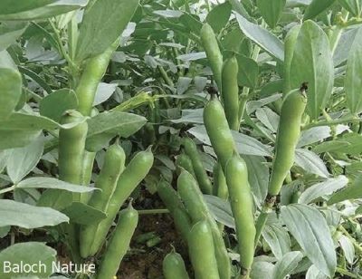 Vicia faba or Faba bean
Bakalaink
باکلینک ادا کوسرک انت 
بانکلینک بلوچانی کوھنیں کشارے، باز نازرکیں پسل ء 5 فٹ ء برز بیت - اشیا نومبرا کش انت او مارچ ء گڈسرا موش کن انت - بانکلینک نازرکیں کوسرکاں نارُشت کن انت وھدے ھشک بنت گڈا اشیا ڈلوک ء سرا ڈل انت او نارُشت کن انت - او آمین ء درگتا کوّل کن انت ناہے گونا ورنتے اے ھمک ّوھدا کار دنت -۔
ادا باکلینک نوک کش انت ۔

