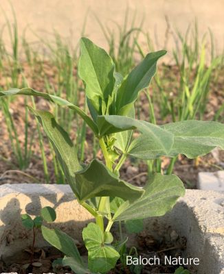 Vicia faba or Faba bean

Bakalaink
باکلینک
بانکلینک بلوچانی کوھنیں کشارے، باز نازرکیں پسل ء 5 فٹ ء برز بیت - اشیا نومبرا کش انت او مارچ ء گڈسرا موش کن انت - بانکلینک نازرکیں کوسرکاں نارُشت کن انت وھدے ھشک بنت گڈا اشیا ڈلوک ء سرا ڈل انت او نارُشت کن انت - او آمین ء درگتا کوّل کن انت ناہے گونا ورنتے اے ھمک ّوھدا کار دنت -۔
ادا باکلینک نوک کش انت ۔
