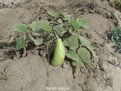 Bottle gourd

کدّو
Kaddo
کدّو مرچاں بلوچستان ءِ ہم کش انت۔ اے اگاں شرریں جاہ ءِ کشگ بہ بیت گڈا دو تا پیچ کیلو بوت کنت ۔ اے نارُشت ءَ کارمرز بیت

