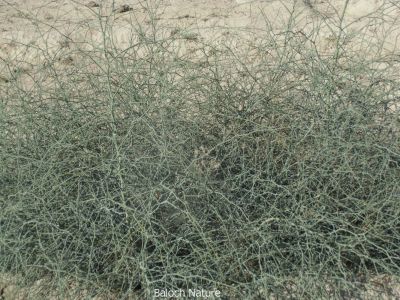 Capparis Decidua

کلیر
Kalair
کلیر یک ٹوہیں درچکے - گیشتر ماں وڑ و گریشگاں رودیت - کلیر ڈولداریں پُل پر کنت - کلیر بر پرکنت برے ورانت و تامدارنت - منی ہیال ء اگاں ما کلیر ا میوہ بگوشاں رد نہ انت - پرچا کہ بلوچستانے جنگلی میوہ بزاں کوُنر، کنر، جگّر،کلیر و دگہ بازیں - کلیر دار ا لوگے منگ جوڑ کن انت کلیرے دارا زمین نہ وارت - کلیرے واستہ دو بتل نامدار انت
۱ لج نہ کنت کلیرا کہ بے تاکا بر کنت
۲ دار کلیر انت کہ منگہاں سے جاگہ پُروشیت
اُوے زیرّک بات کہ لیڑو ڈاچیگاں کوشیت
