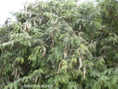 Tamarind, Tamarindus indica

چیچک
Chichak
چیچک چونایا ھندے درچکے - بلے ایش مسالہ ء پیم ء کارمرز کن انت - عربی اشیا تمُر ھند گوشنت - انگریزی ہم تمرند انت بزاں عربی نام زرتگ - چیچک ء درچک باز مزن بیت او کوسرک پرکنت ایشاں ھُشک کن انت او من انت - چیچک باز تُروپش انت ناروشتانی تام ء واستہ کارمرز بیت - بلوچستان چیچکے درچکا یک شومیں درچکے زان انت کہ درچک بر بوّگا ساری وتی واھُندا کُش ات، چمیشکا بلوچستان ء چیچک نہ کش انت
بلے بلوچستان ءِ تیاب دپاں چیچک ہر کس وتی لوگے دپاں کش انت ۔ او ھدّا چہ گیش بر بزاں پسل دیئنت ۔ اگاں بلوچستان ءَ تپاب دپاں چیچک ءِ کشت ءُ کشار بکن انت آ بلوچستان ءِ زلورتان پیلہ کُت کناں
