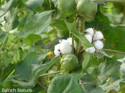 Cotton

Karpas
کرپاس 7000 سال پیسر دریائے سندھ ءِ کش ءُ گواراں کشار کنگ بوتگ ، تنی وھدی بلوچسان ءِ ھند '' مہر گڑہ '' اشیے کوہن تریں نشانی دست کپتگ انت ۔ کرپاس ء نرم نازرکیں ریشگ پیداک کنت چریشیا انساناں پہ وت ءَ پوشاک جوڑ کتگ ۔ مرچی دگنیا ءَ باز دیمرئی کتگ بلے تنیگا کرپاس ءِ بستار ھلاس کُت نہ کتگ بزاں کہ تانسریں دگنیا ءَ انگتہ ملیونانی ٹن کرپاس پیداک کن انت ۔

