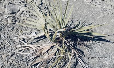 Nanorrhops ritchieana
Daaz
داز
داز ء چہ پیش پیداک بیت ۔ پیش ء چہ انچیں ازباب جوڈ بیت کہ بلوچ ء زندا گوں ہمگرنچ انت ۔
Pic by Sudheer
