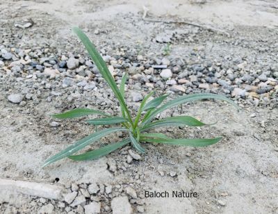 Plantago boissier. Isphagula

دانیچک
Danichk
دانیچک یک کسانیں کاہ ات، بلے بلوچستان ءَ اشیے ٹوھیں ارزشت ءِ بوتگ ، دانیچک ءِ چنگ ءَ جننیناں سپت زُرتگ ءُ جنگل ءَ پہ دانیچک ءِ چنگ ءَ شتگ انت ۔ دانیچک زرتگ پنگ جوڑ کتگ انت ، بلے مرچاں آ پیشی وھد گوستگ انت ، نوں کس وتی سراں دانیچک نہ جنت ۔ چونایا دانیچک دوائے کہ لاپ ءِ بادینگ ءَ شر انت ۔
