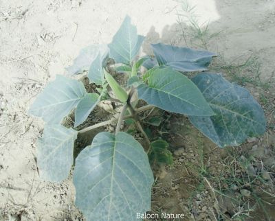 Datura

دتورگ
Datorag
دتورگ یک کسانیں بوٹگے کہ میدان جنگل اُو کوہاں رودیت - دتورگ زرد و اسپیتیں ڈولداریں دراجیں پُل پر کنت - دتورگ بر کنت کہ کُنٹآگ کنٹگ نمونگیں پُوستے تۃا دانگ ماں - چونئیا دتورگ دوا ء بلے مرچاں دتورگ دانگاں پہ نشہ کارمرز کن انت

