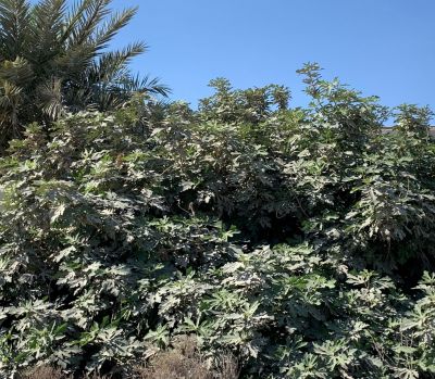 Fruitless fig Tree
Jenni Injeer
جنّنی انجیر
انجیر او جنّی انجیر ا پرک باز انت - چوشکہ اشیا تاک پچ تر انت اے بر پر نہ کنت - وھدے زمانگاں اشیے دار بوراتگ او ملا ہاں تراشتگ او لکّتگ گونڈوانی گہٹا داتگ
