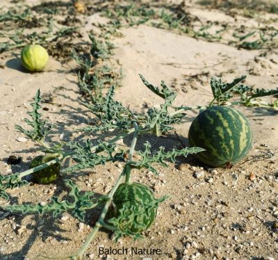 Bitter Apple CITRULLUS COLOCYNTHIS

Gonj ya Kolkoshtag
گُنج کُلکُشتگ
اے ول ریکپادیں او ھُشکاوگیں ڈگارواں رودیت، گوُانڈوین بر پر کنت - چو کٹّلُک ء وڈا گندگ کاۃنت - اشیے بر سک زھر انت، بلے اشیارا پہ دوا کارمرز کن انت - ادا گُنج دانگ 
