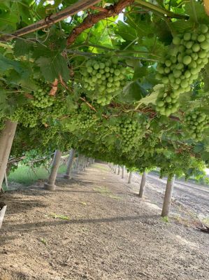 Grapes

Angoor
انگور
انگور یک میوہ ات - کہ آیے درچک چو ولّے وڈا رودیت - انگورے یک ھُوشیا پنچ ء بگر تاں پنچ سد دانگ بر پر بیت - انگورے میوہ باز شیرکن او تامدار انت - انگورا چہ شراب او شربت جوڈ کن انت - گیشیں انگورانی دانگاں تاپ کن انت او ھُشک کن انت او کشمش جوڈ بنت - کشمش ء چہ بریانی او کیک جوڈ کن انت - بلوچستانے بالائی ھند او دمگ بزاں سوراب قلات منگوچر مستونگ سرباز پنجگور ء انگورے بے ھسابیں باگ است -۔
