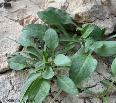 Devil's thorn (Emex spinosa)
Hari Gosh
ہری گوش
ہری گوش وترودیں کاہے - گیشتر میدانی ہند و دماگاں بہار ے وھد ء رودیت - کسانیں تاکاں کاہُک کن انت بلے کم مزن بیت گُڈا بُن رودین ات چو گزّرک ء وڈا بیت چُک اشیا درکن انت و ورانت - چیا کہ تامدار و شرکن انت
