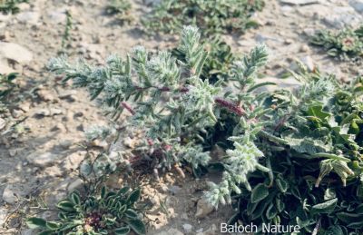 Salsola vermiculata

پُژو
Pozhzho
اے کسنیں بوٹگے - وھدے کسان بیت گڈا اشیے کاھُک جوڑ کن انت - کسان بیت دلوت ہم چرانت بلے مزن او پیر بیت ایوکا اُشتر ع چریت -۔
