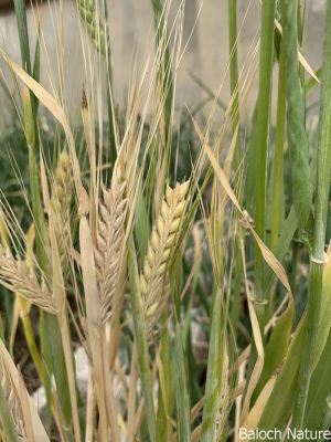 Barley, Hordeum vulgare L

Jov
جو
جو دھل ءِ ۔ بلوچستان جو کش انت پا دلوتانی واستہ کاہ کارمرز کن انت ۔ بلے دگنیا ءِ توک برنج ، گندیم ، مکئی ءَ چہ رند جو کشگ بیت ۔ مصر ءَ جوے نان باز لوٹ انت ۔ امریکہ او یورپ چہ جو ءَ شراب ءُ بئیر جوڈ کن انت ۔
