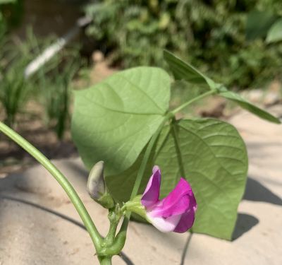 Hyacinth Bean

Waloor
والور
والور چونایا یک دھل ء ۔ بلے بلوچستان ء کوھنیں دھل ء نہ انت - بلوچستان مرچاں والور کشاورزی کن انت - والور درچکے نہ انت بلکنگا یک ولّ ات کہ وتی برجاہ دارگ واستہ درچک او داراں سر کپیت - والور ماک ء وڑیں اسپیت او جمو پُل پر کنت کہ باز ڈولدار انت ۔ والور کوسرک پر کنت کہ سبزی جوڑ کن انت

