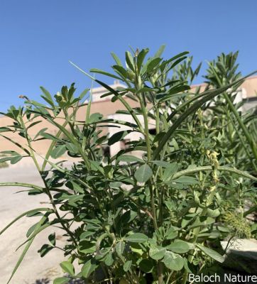 ٖFenugreek
Maithi
میتھی
اے ھندے یک مسالہے کہ مرچاں بلوچستان ءَ ہم اشیا کش انت ۔ اشیے تاکاں زورانت ءُ چوپ انت ءُ ماھیگ تلاں مان کن انت ہمے وڑا مرگے بریجگا اشیا کارمرز کن انت ۔ مرچاں گیشتر بلوچ ءِ کراچی کارمرز کن انت بلے مرچاں بیلہ ءُ دگہ ھنداں ہم کارمرز کن انت ۔
