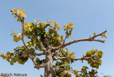 Grapes Tree
Angoor e drachk
انگور ءِ درچک
بلوچستان ءَ انگورے درچک کش انت ءُ ایشانی ثمراں بہا کن انت ۔ بلے انگورے کش اگ تنیگا نزان انت ۔ اے انگورے درچک انت من کشتگ ءُ من اشیا زمین ءِ سرا نہ واپینتگ بگندے من اشیا مک کتگ بزاں ہوشتارینتگ ۔ انگورے درچکان اگاں تو چو ول ءِ وڑا واپین ءِ تاں اے شر بر پر نہ کن انت ۔ اشاں تو چو ایدگہ درچکانی وڑا مک بکن بزاں ہامودے وڑا تچک ءُ شش چہ دہ فُٹ بہ گڈ ات تنکہ ہما جاہ شاہ لمب بہ بیت ۔ دگہ آئی کنٹ بزاں ماتیں دار ءَ ہچ وڑیں جمل جنگ مئییل ات ۔ اے وھدے کہ برز بیت ءُ شاہ ءُ جمل یک ءُ دو فُٹ اندرا بہ بنت ۔ پنچ چہ دہ شاہ ءَ گیشتر مہ بنت ۔ وھدیکہ انگور شاہ ءُ لمب بیت ہمک سال فروری ءِ گڈسرا ااشیے شاہ بہ چن بزاں شاھاں گوڈ ۔ بلے نوکیں شاہ جنت نوکیں شاھانی ہمرائیا آ بور ءُ بر بزاں سمر پر کنت ۔ 
