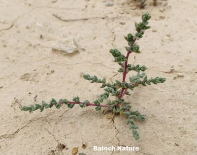 Salsola 
Anshag
انشگ کسانیں درچکے کہ گیشتر ماں سورگیں جاہاں رودیت - بہارے ھوراں رودیت بلے گرماگ ء ہم زندگ بیت - اشیے تاک گْگ بنت و آپ ء پُر بنت - اشیا بیدے اْشترا دگہ دلوت نہ چرانت
